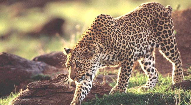 Jaguar im Pantanal / BRASILIEN