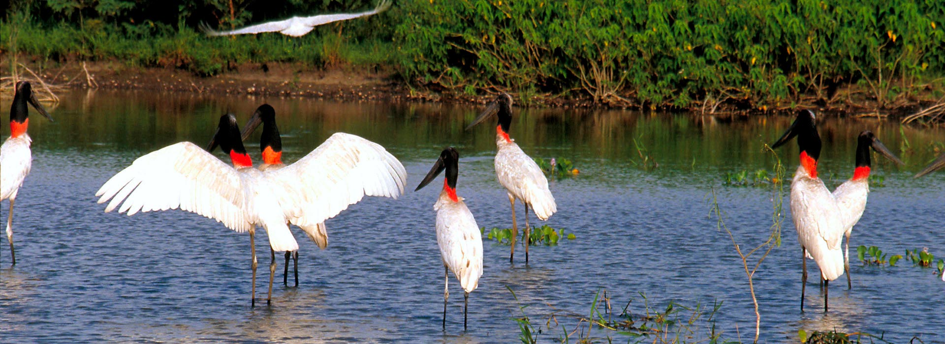 Pantanal