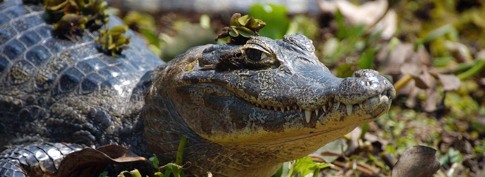 Pantanal