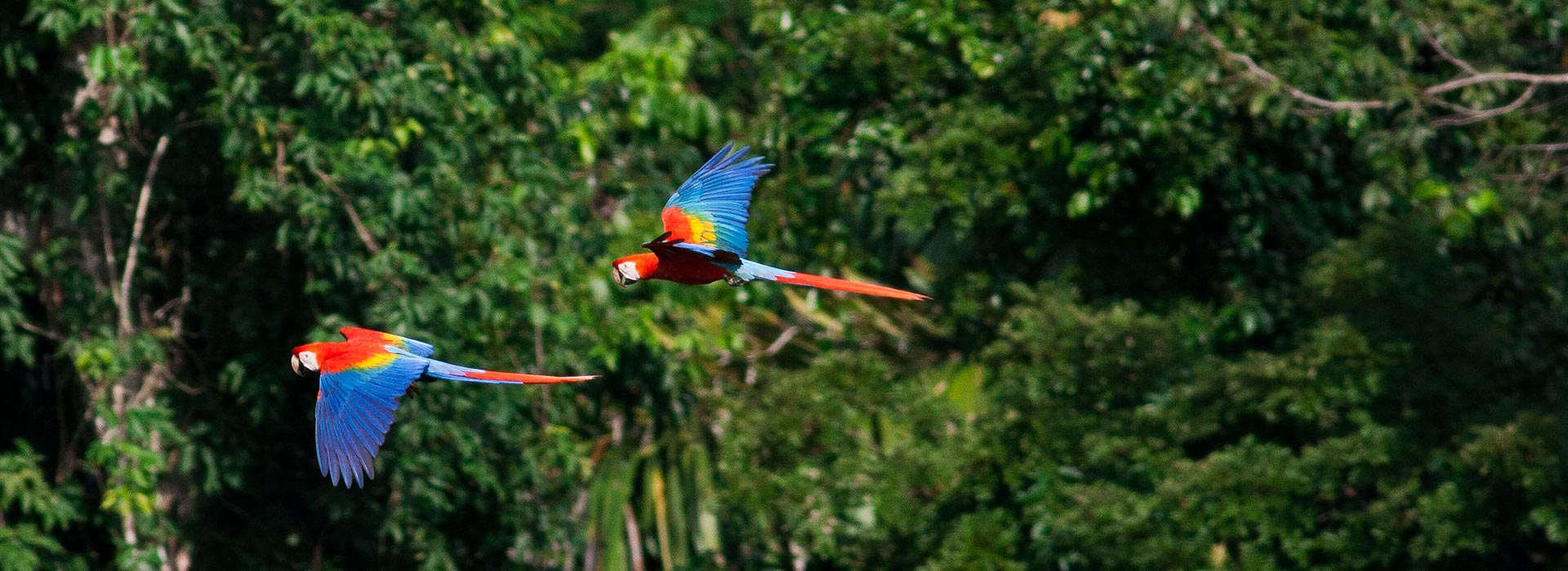 Amazonas