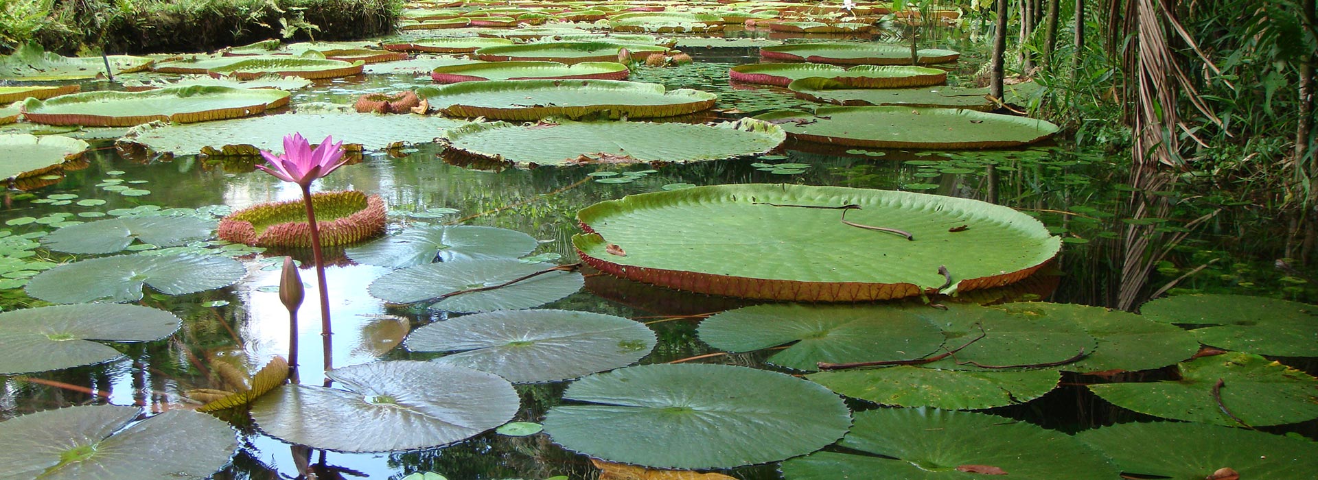 Amazonas